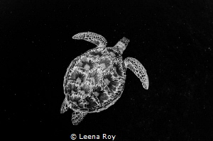 Green turtle swimming through space by Leena Roy 